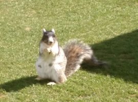 Thief Rodentia