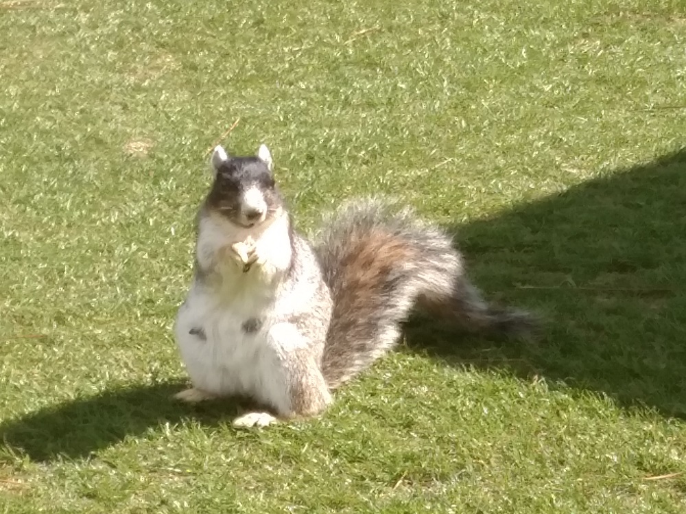Thief Rodentia